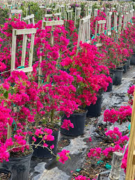 Image result for Bougainvillea