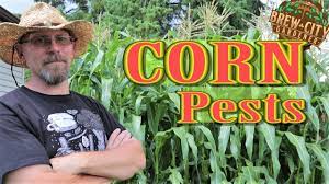 Learn the signs of pest infestations before simple becomes serious. What Is The Best Way To Prevent Pest Infestation Learn2serve