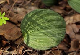 Image result for Nervilia adolphi