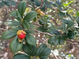 Image result for Trichilia capitata