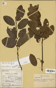 Image result for Hymenocardia