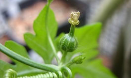 Image result for Kedrostis crassirostrata