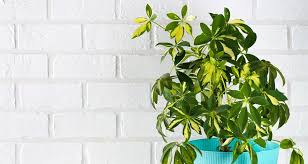 Par rapport aux plantes réelles, il. 13 Plantes D Interieur Increvables Gamm Vert