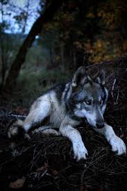 Ivar The Real Wolfdog Wolf Dog Animals Wild Wolf Photos