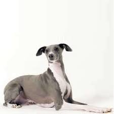 The excitement a new puppy brings to your home is nearly unforgettable. Italian Greyhound Puppies For Sale Pets4you Com