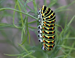 Hubsche Raupen Unscheinbare Schmetterlinge Schmetterling Libellen Insekten