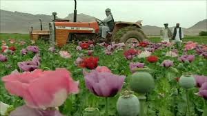 Résultat de recherche d'images pour "afghan poppy fields"