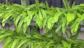 Check spelling or type a new query. Cara Menanam Fumak Sayuran Yang Kaya Manfaat Bagi Pemula Agar Sukses Faunadanflora Com