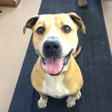 Maybe you would like to learn more about one of these? 19 Dogs Available For Adoption Ideas Dogs Gold Beach Adoption