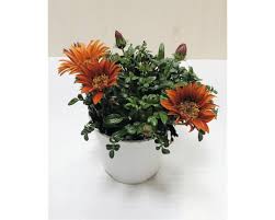 Sázíme na slunné a sušší místo.v polostínu a v noci své. Halbstrauch Gazanie Mittagsgold Floraself Gazania Rigens O 18 Cm Topf Bei Hornbach Kaufen