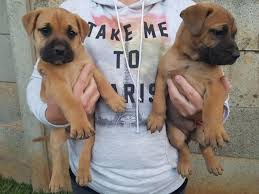 Due to the high demand of our dogs it is advised to. Boerboel Puppies For Sale In Pretoria By Zak Van Der Westhuizen