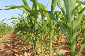 Maybe you would like to learn more about one of these? Planting And Growing Sweet Corn Alabama Cooperative Extension System