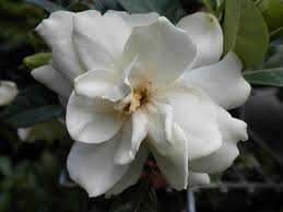 Bunga melati adalah bunga yang sangat populer dan dikagumi karena keindahan, aroma, dan juga memiliki banyak manfaat bagi kesehatan maupun kecantikan. 25 Jenis Bunga Melati Paling Indah Wanita22