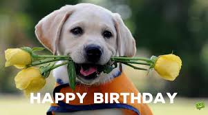 Free shipping on orders over $25 shipped by amazon. Birthday Message On Cute Picture Of Dog