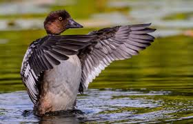 Animals Birds45 High Definition Wallpaper Animals Interesting Animals High Def Wallpapers