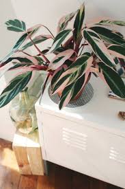 Pink Indoor House Plants Apartment Therapy Calathea Triostar Stromanthe Sanguinea Flowersplantsindoor Easyindoorhouseplants Ind Cat Safe House Plants Plants Indoor Plants