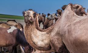 But what does the research say? Camels Of The Gobi Three Camel Lodge