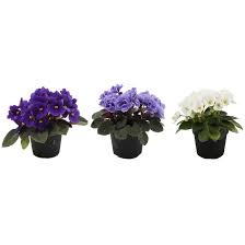 They require the same treatment a standard sized violets, but like brighter light, extra care to keep suckers off and more frequent potting. Ent Marsolais Miniature African Violet 2 5 Assorted Colours Vio2 5 Rona