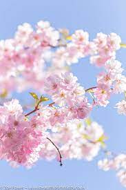 The Prettiest Cherry Blossom Wallpaper Nature Flowers Cherry Blossom Spring Wallpaper