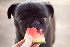 What is the best dog food for your pug? 7 Of The Best Treats For Your Pug The Pug Diary
