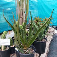 Image result for Aloe ballii