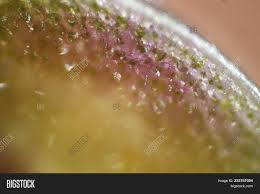 Plant cells under the microscope. Plant Cells Cut Leaf Image Photo Free Trial Bigstock
