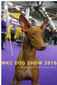 A man robs a bank to pay for his lover's operation; Dogging It In Nyc Day 3 Afternoon At Wkc Dog Show Dog Trotting