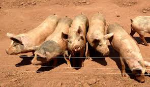 Electricity scattered over the grasses of the corresponding animal receiving much less electric shock. Use A Solar Powered Portable Electric Fence To Pasture Your Pigs Hobby Farms