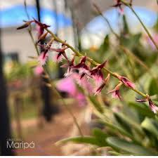 Image result for Bulbophyllum saltatorium