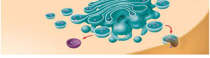 Even in multicellular organisms, the cell is the basic unit of structure and function. 2