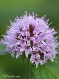 Image result for Mentha aquatica