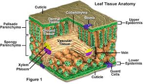 We did not find results for: Molecular Expressions Cell Biology Plant Cell Structure Leaf Tissue Organization