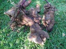 Image result for Dioscorea alata