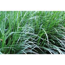 We did not find results for: Buy Aztec Grass Seeds Online Rarexoticseeds