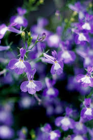 Image result for lobelia