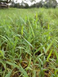 Image result for Digitaria bidactyla