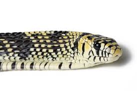 Image result for Spilotes pullatus