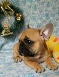 We are proud to announce that on january seventh , two thousand and nine, our ch sired… four males, two female french bulldog puppies for sale. Litter Of 2 French Bulldog Puppies For Sale In Alexandria Va Adn 58270 On Puppyfinder Com Gender Fe Bulldog Puppies French Bulldog Puppies Animals Beautiful