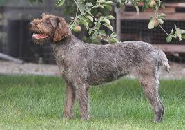 Buy or research wirehaired pointing griffon puppies. Idaho Outback Wirehaired Pointing Griffon Puppies 2019