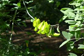 Image result for Crotalaria agatiflora