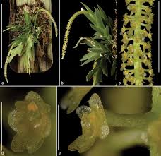 Image result for Oberonia