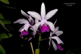 Image result for Eulophia caricifolia