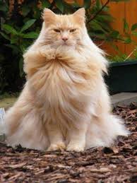 Orange And Cream Domestic Long Hair Cat Chris Giacometti Pretty Cats Animals Pets