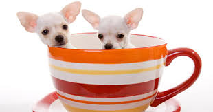 How many cups of food should a puppy eat? 10 Treats To Never Feed Your Dog Cbs News