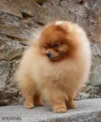Animalier professionnel, chiot issus d'elevage français. Elevages De Chiens Basse Normandie Uncompagnon Fr Elevage Chien Chien Chiot Pomeranien