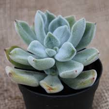 Echeveria 'frosty' is a selection of echeveria pulvinata cultivated for its white, velvety leaves. Echeveria Pulvinata Frosty White La Boutique Del Verde