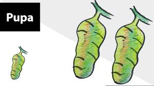 Use a marker to draw eyes on the bunny, then draw a mouth. How To Draw Pupa Life Cycle Of A Butterfly Step By Step Drawing For Kids Insect Icon Youtube