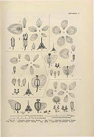 Image result for Vernonia madefacta