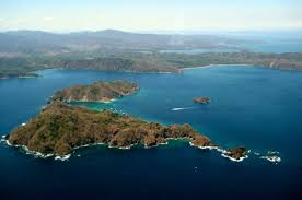 Image result for Nicolasia costata