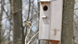 Build a sir henry wood duck box. Birdwatcher Captures Photos Of Wood Ducklings Jumping From Their Nest 15 Feet High